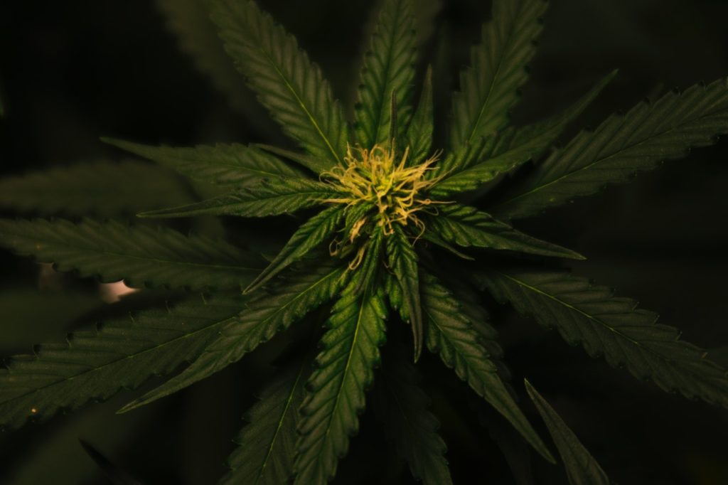 Cannabis Aktien im Aufwind