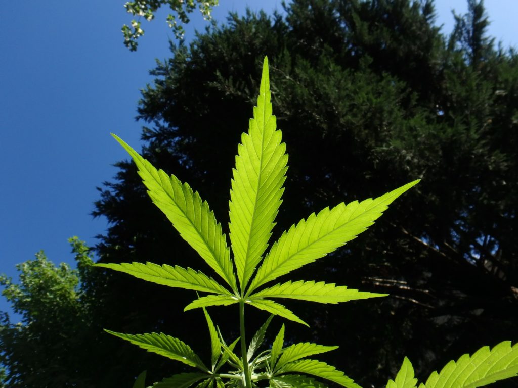 Die Cannabis Industrie bereitet sich in den USA auf eine neue Ära vor. 