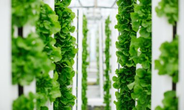 Lettuce and greens grown vertically and sustainably using aquapo