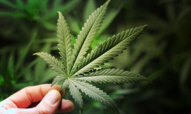 The-marijuana-industry-will-grow-inevitably-2