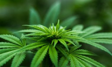 blur-cannabis-close-up-606506