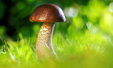 mushroom-3587888_1920.jpg