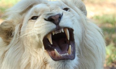 nature-lion-south-africa-whitelion-68421